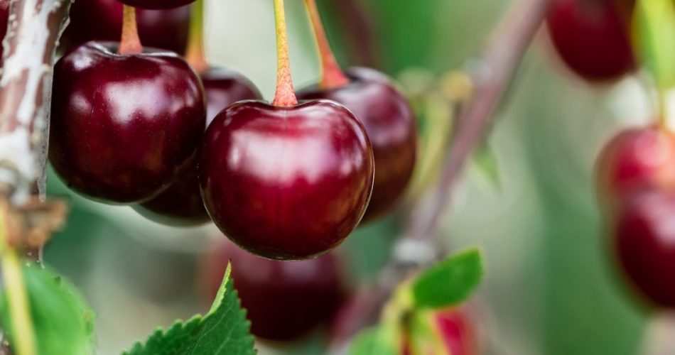 Einen Kirschbaum erfolgreich pflanzen und wachsen lassen