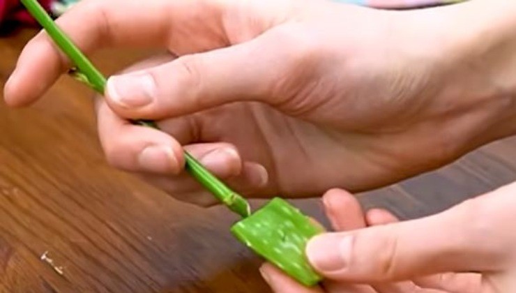 Rosenstiel in Aloe Vera