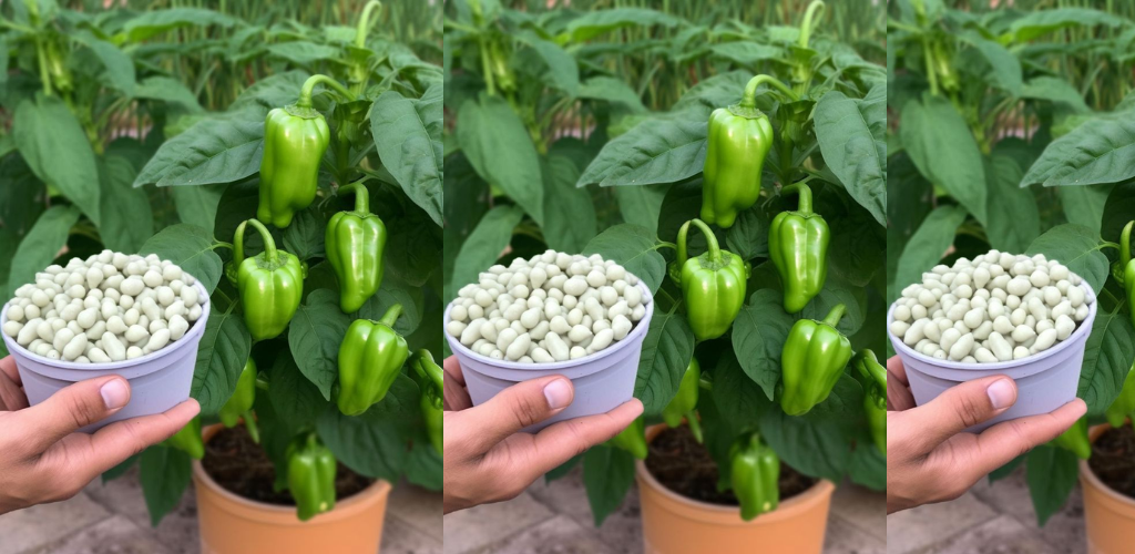 Entdecken Sie die Geheimnisse blühender Pfefferpflanzen: 11 wichtige Tipps