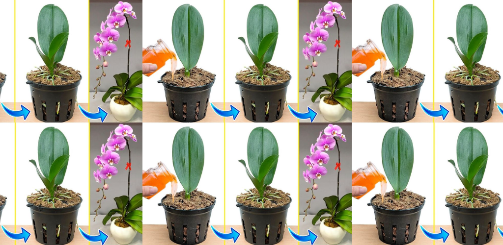 Entdecken Sie die Kraft von Karottensaft: Das Elixier der Natur für blühende Pflanzen