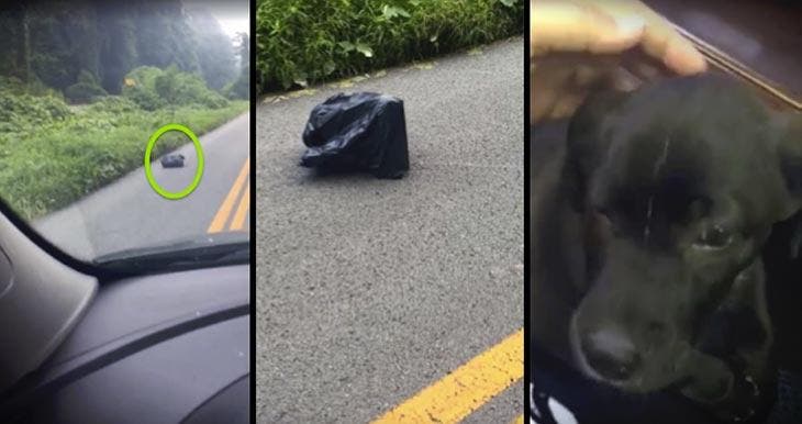 Verlassener Welpe in einem Müllsack