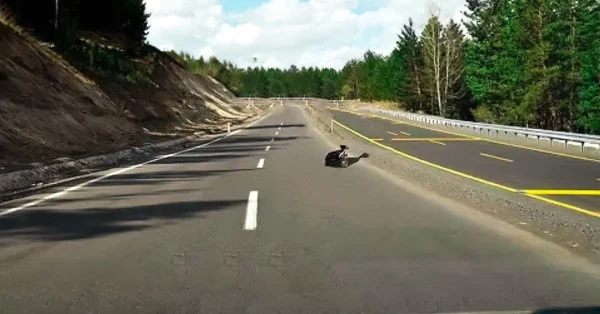 Er fuhr leise, aber etwas versperrte ihm den Weg: Er traute seinen Augen nicht.