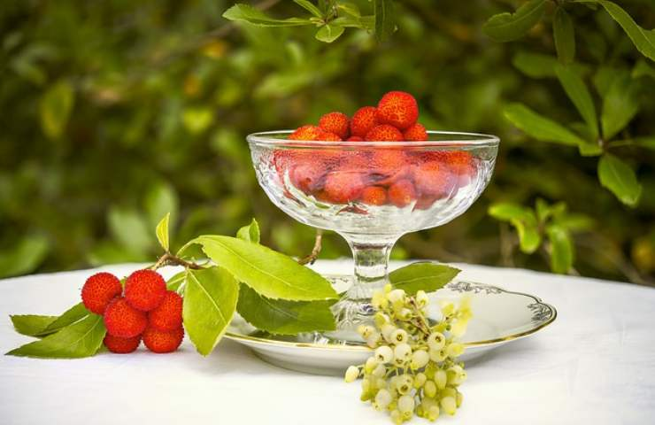 Erdbeerbaum, weil er als Baum mit vergessenen Früchten gilt