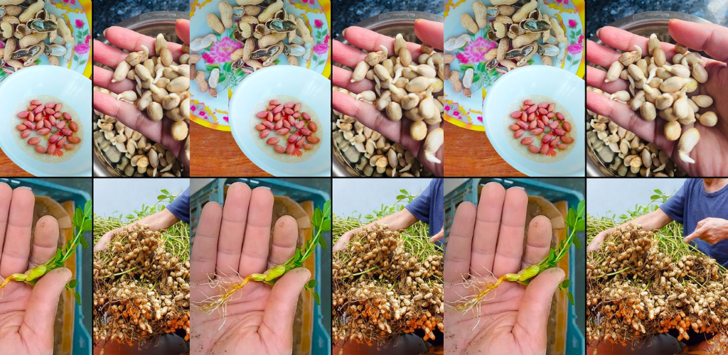 Erdnüsse zu Hause in recycelten Plastikbehältern anbauen: Ein Leitfaden für Anfänger