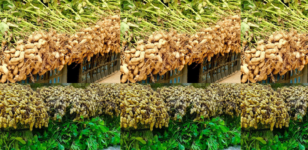 Erdnüsse zu Hause in recycelten Plastikbehältern anbauen: Ein Leitfaden für Anfänger