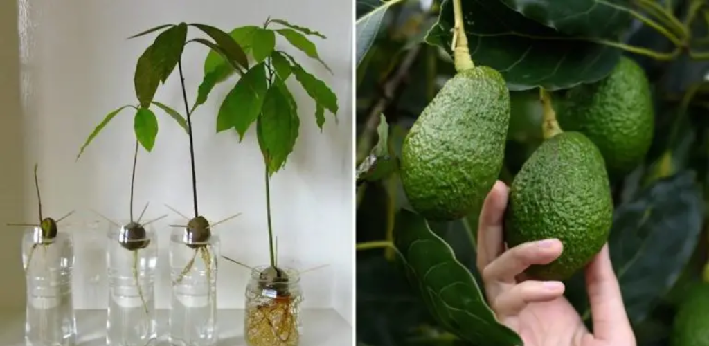 Erfahren Sie, wie Sie Avocados in Töpfen anbauen und sich vom Kauf verabschieden