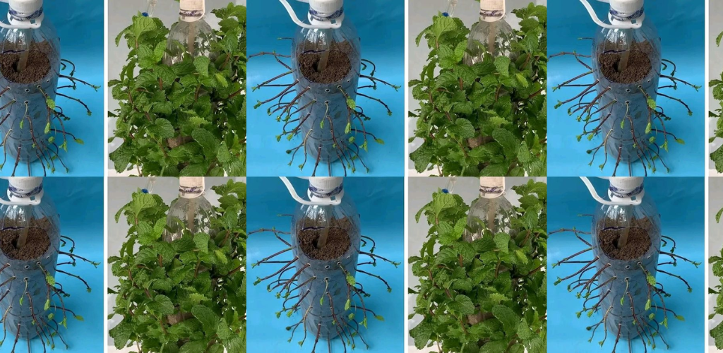 Erfahren Sie, wie Sie Pfefferminze in eine Tasse pflanzen, um Ihr Zuhause zu dekorieren und zu duften