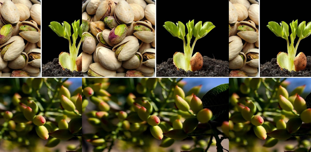 Erfahren Sie, wie Sie Pistazien ganz einfach in Töpfen keimen und anbauen lassen