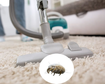 Erfahren Sie, wie Sie Staub und Hausstaubmilben im Haus loswerden können