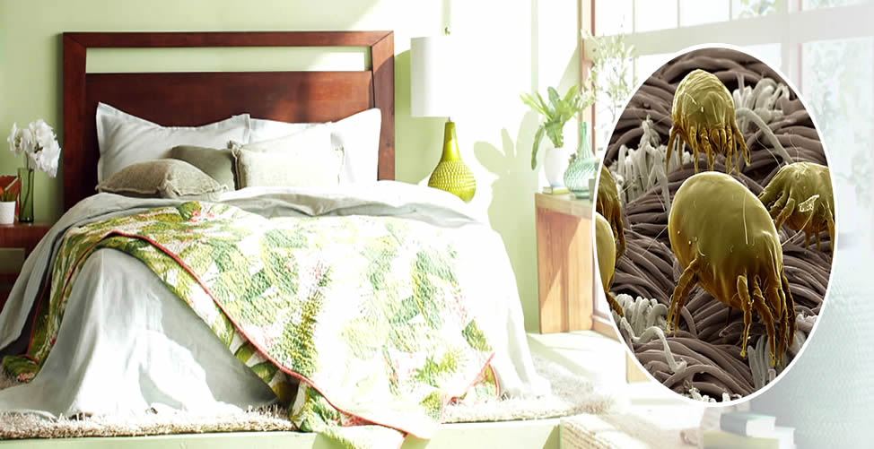 Wie man Staub und Hausstaubmilben loswird 