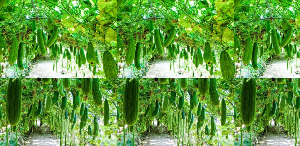 Erfahren Sie, wie Sie Zucchini vertikal anbauen und Platz sparen