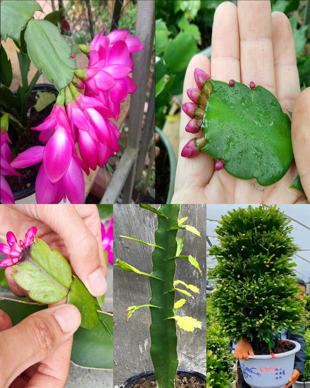 Erfahren Sie, wie Sie einen großen und üppigen Weihnachtskaktus bekommen