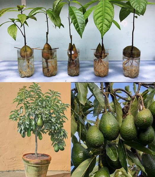 Erfahren Sie, wie man Avocados in einem Topf anbaut