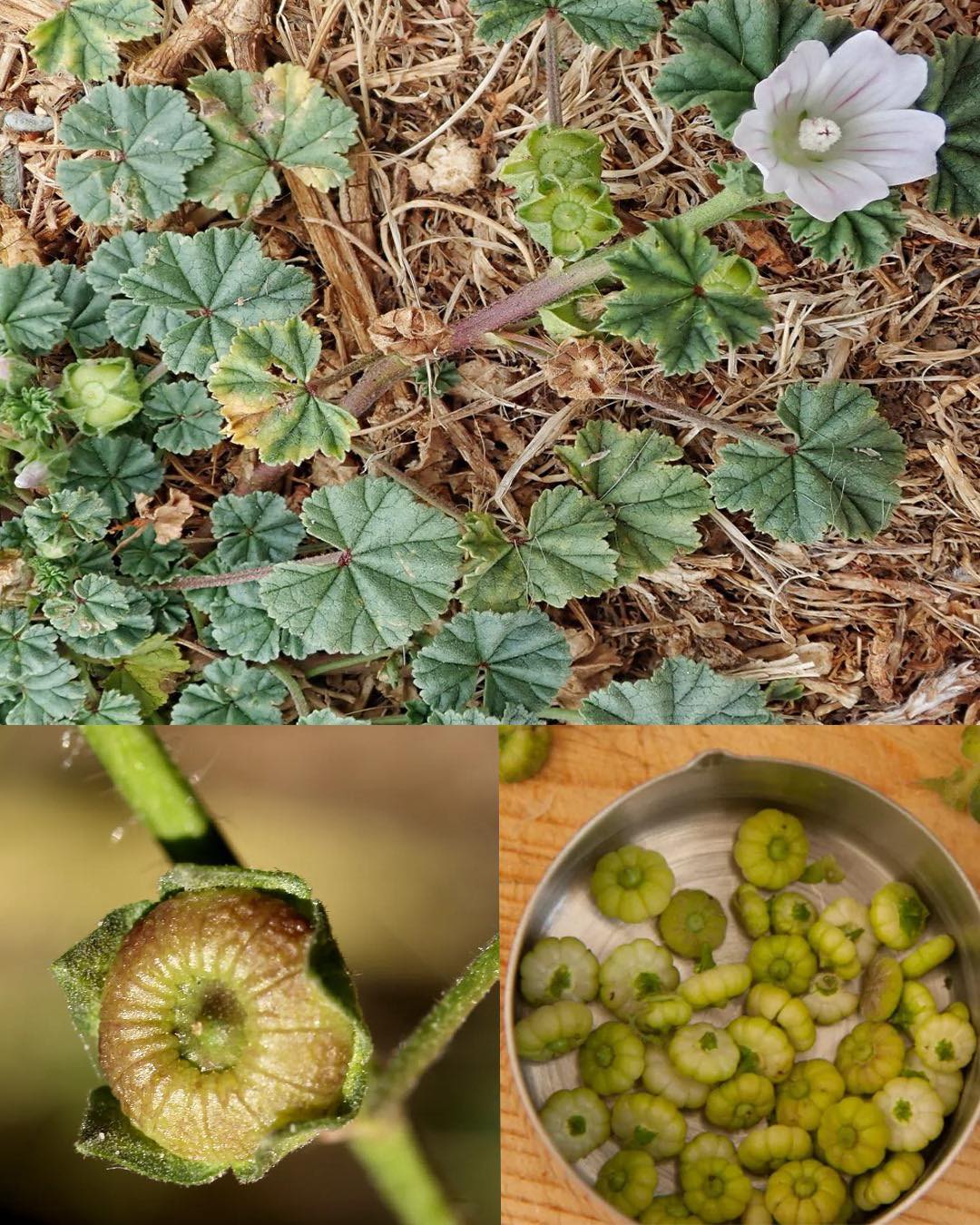 Erkundung der gesundheitlichen und medizinischen Vorteile der Malve