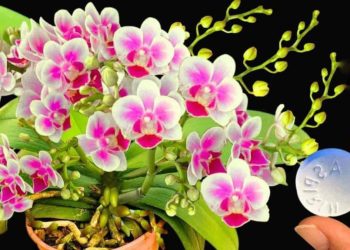 Erleben Sie mit diesem Aspirin eine noch nie dagewesene Explosion von Blumen: Sie halten jahrelang