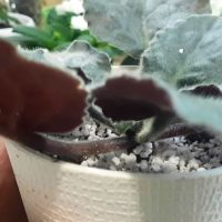 Erneuerung des alten Veilchens und Anregung seiner üppigen Blüte!