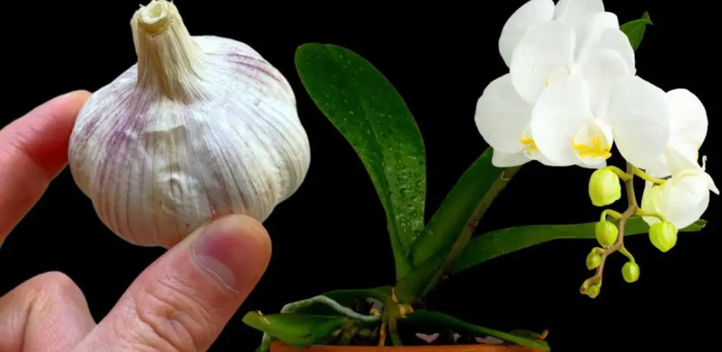 Erschließen Sie die verborgenen Vorteile von Knoblauch für Ihre Orchideen: Ein überraschender Pflanzenpflege-Hack