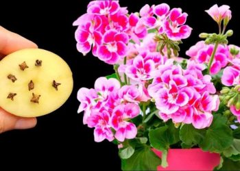 Es beseitigt Schädlinge von all Ihren Blumen und Pflanzen