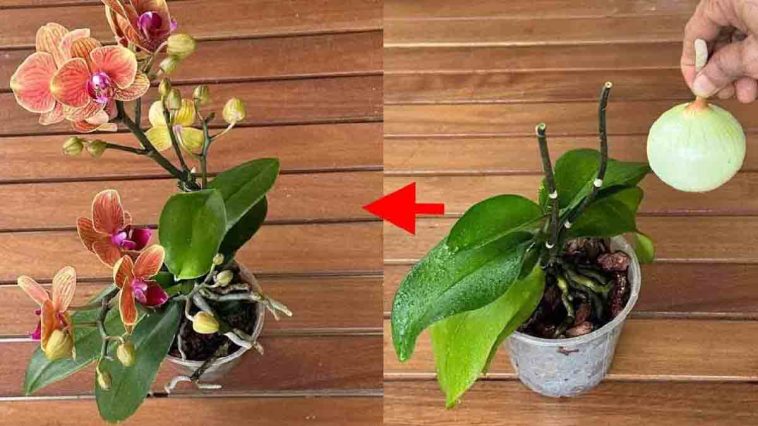 Es genügt diese einfache Geste, um die Blüte der Orchideen anzuregen