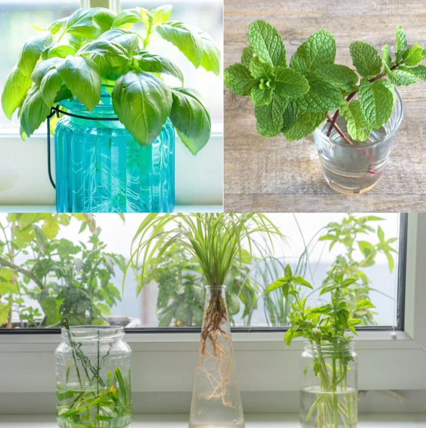 Es gibt sechs Kräuter, die das ganze Jahr über leicht im Wasser zu züchten sind.