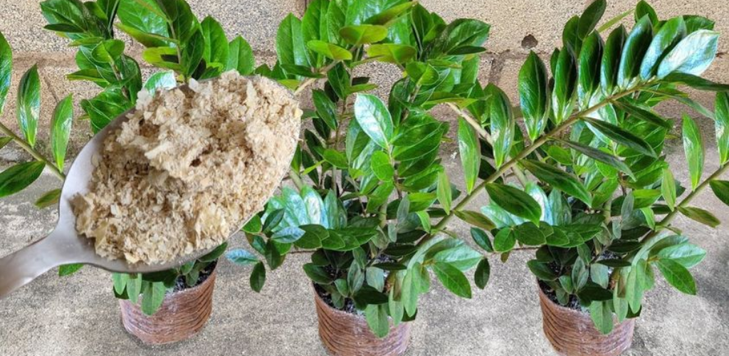 Es ist dieser natürliche Dünger, der Ihre Lieblingspflanzen mit wunderschönen Blüten füllen wird.