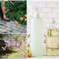 Essig im Hof ​​und Garten: effektive Möglichkeiten, ihn zu nutzen!