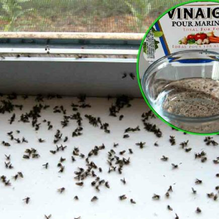 Essig und Flüssigwaschmittel genügen, um einer Mückenplage den Garaus zu machen