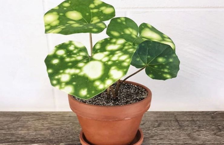 Farfugium, die Pflanze, die an unmöglichen Orten wächst