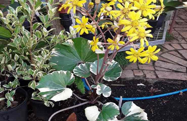 Farfugium, die Pflanze, die an unmöglichen Orten wächst