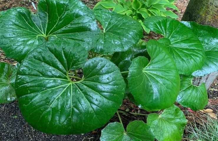 Farfugium, die Pflanze, die an unmöglichen Orten wächst