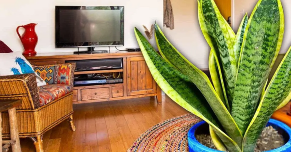 Feng Shui: Wo sollte die Zunge der Schwiegermutter platziert werden, um Glück anzulocken?