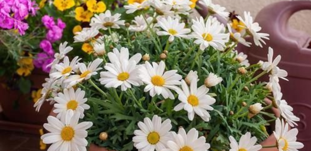 Feuchter Boden und volle Sonne: Wie man Gänseblümchen züchtet