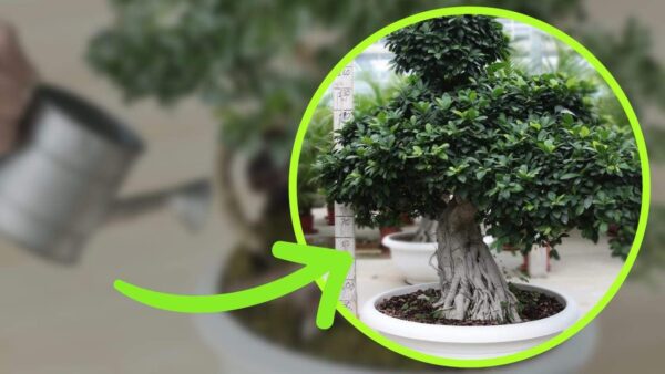 Ficus Bonsai immer grün, wie man ihn gießt, damit er üppig wird: So hatte ich ihn noch nie