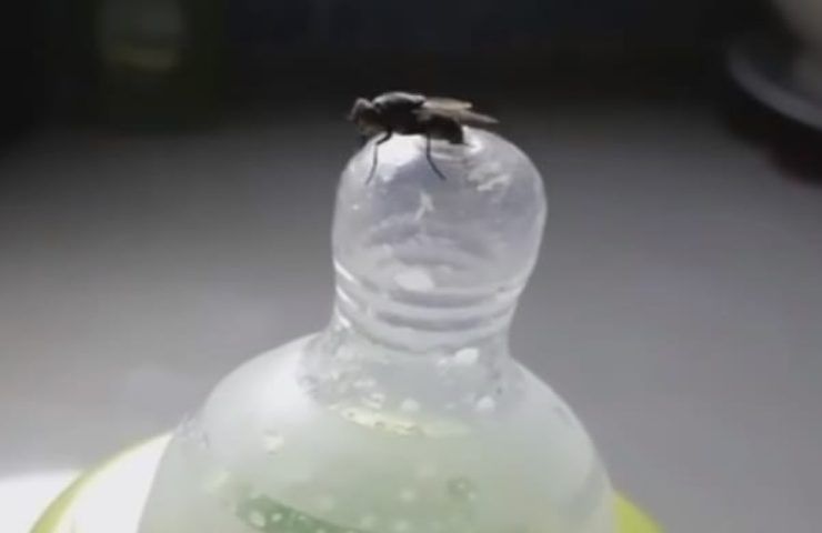 Fliegenlarven, achten Sie auf unerwartete Orte