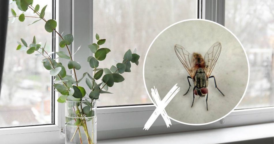 Fliegenverseuchtes Haus: Mit diesen Pflanzen werden Sie nicht einmal mehr eine Fliege sehen