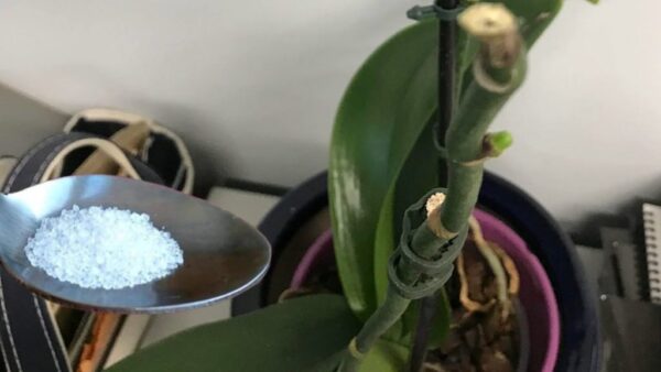 Floristen unternehmen immer diesen Schritt, um monatelang üppige Orchideen zu haben