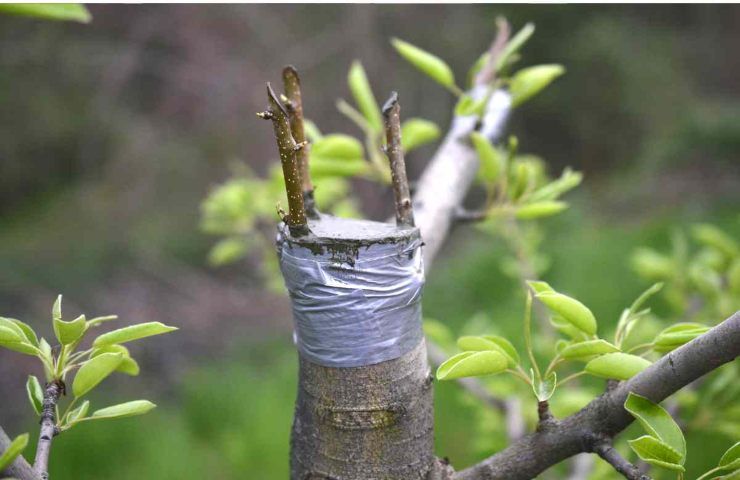 Transplantationen, der Zeitplan für das weitere Vorgehen