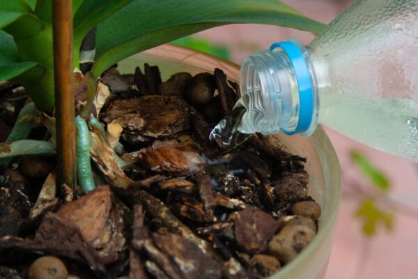 Für schöne, blühende Orchideen verwenden Sie 1 Esslöffel dieses natürlichen Düngers