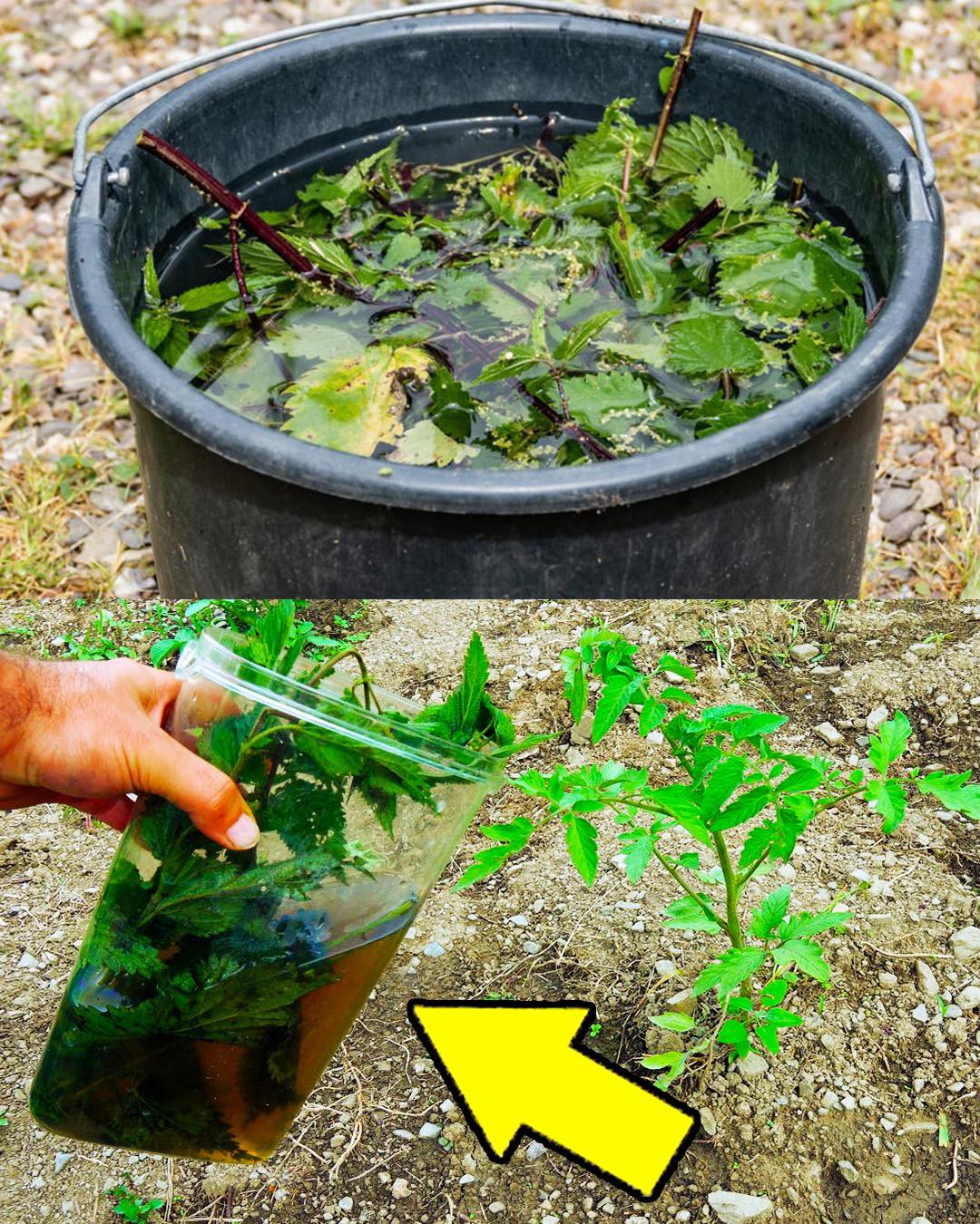 Förderung einer nachhaltigen Landwirtschaft: Die vielfältigen Vorteile von Brennnesseldünger-Pestiziden