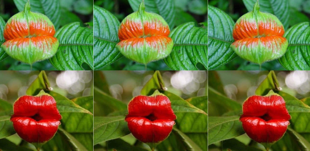 Freundin küsst Blume: Kenne diese schöne Blume