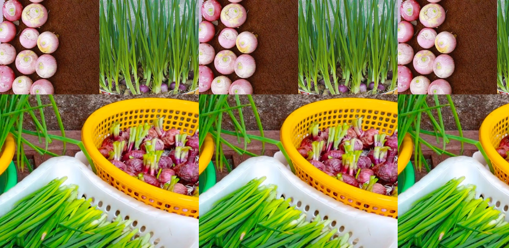 Frühlingszwiebeln auf einem Handtuch anbauen: Eine bemerkenswerte Methode zum Nachwachsen