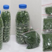 Frühlingszwiebeln und gefrorenes Grünzeug für den Winter!