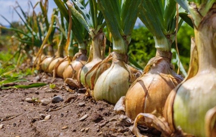 Fruchtfolge: Warum sollten Sie es vermeiden, Tomaten und Zwiebeln am selben Ort zu pflanzen? 3 Zwiebeln pflanzen