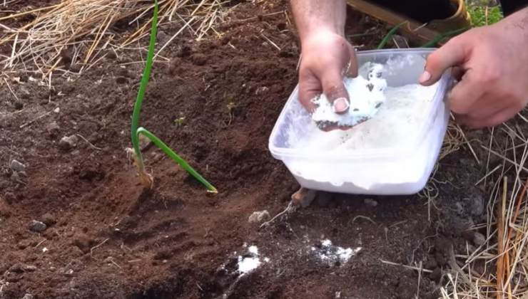 Mehl in Zwiebeln und Pflanzen