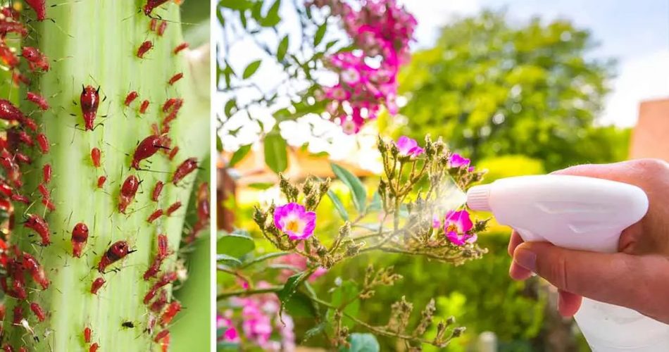 Garten: Wie Blattläuse loswerden?