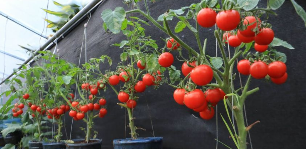 Garten auf dem Balkon, wer eine üppige Kirschtomate möchte, der Trick liegt im Topf: Gärtner sagen!