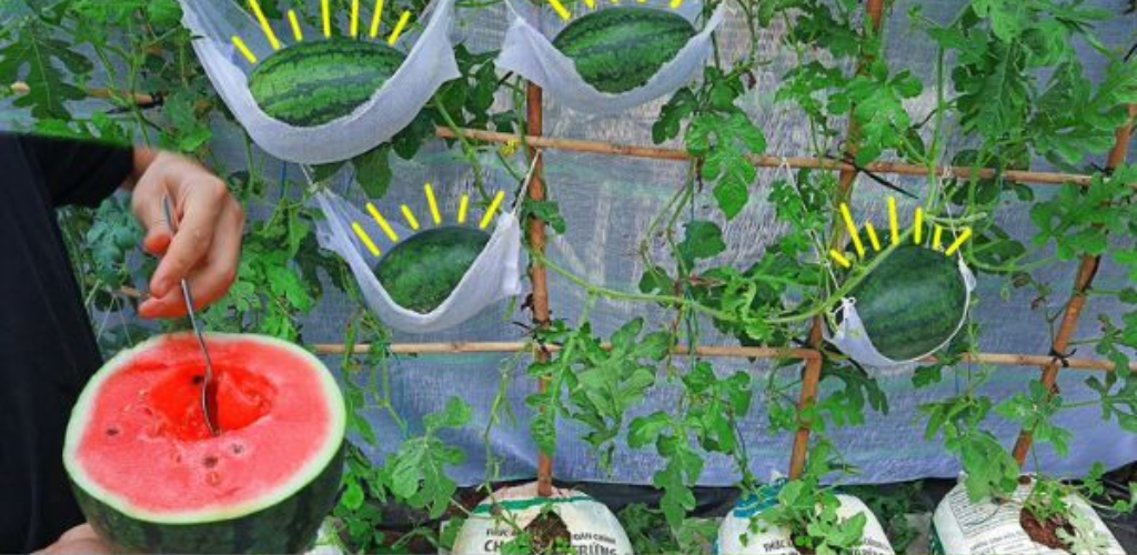 Gartenarbeit: Wie betreibt man Hydrokultur zu Hause?