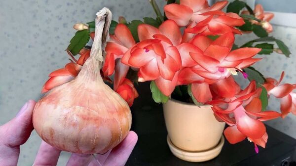 Geben Sie 1 Tropfen unter die Hausblumen und sie werden alle ununterbrochen blühen