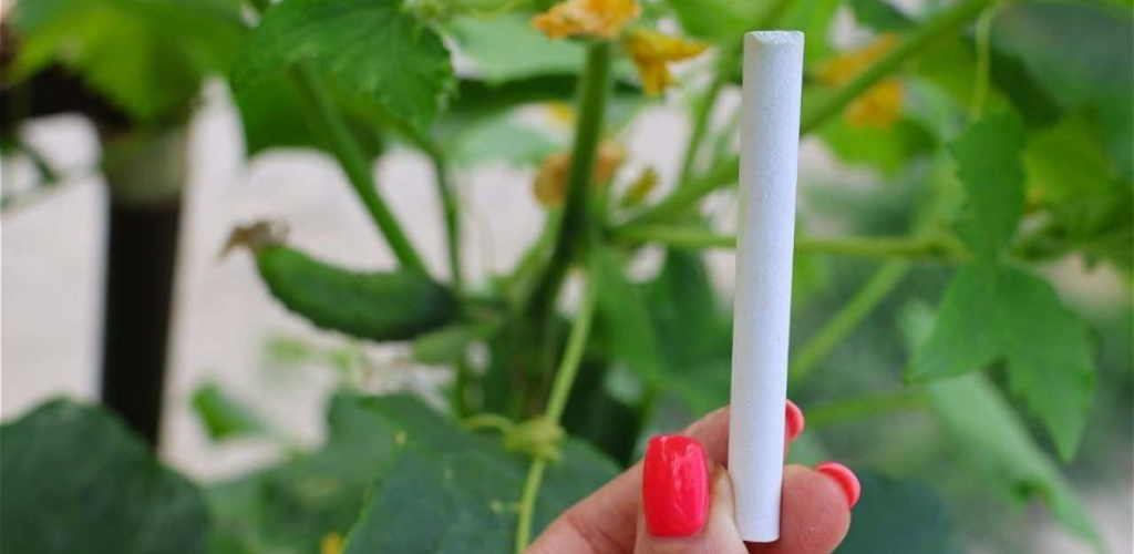 Geben Sie es einmal im Monat zur Gurke und in einer Woche verdoppelt sich der Gesamtertrag