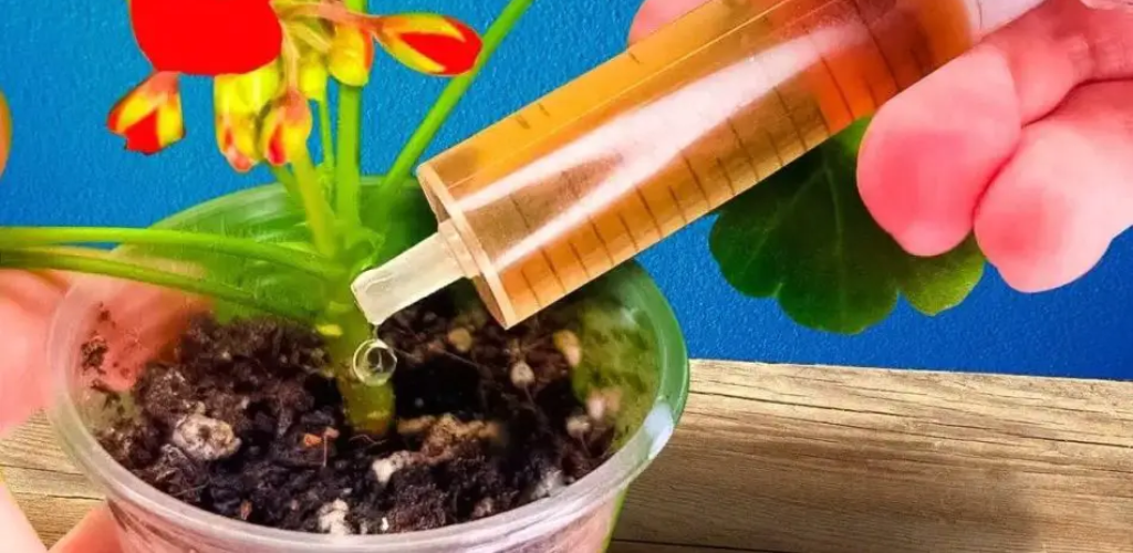 Geben Sie im Februar einen Tropfen auf jede Pflanze: der geniale Trick, damit sie schnell wächst